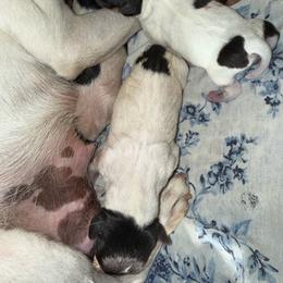 Pup L1 - White black and tan male Toy Fox Terrier puppy in Clermont, Florida from Debbie Hiles's Toy Fox Terriers