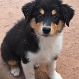 Anvil - Black tri-color female Australian Shepherd puppy in San Tan Valley, Arizona from Mott Ranch - Blazin' Sun Aussies