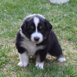 Australian Shepherd Puppies from Glacier Aussies