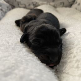 Dachshund Puppies from Cromwell Cogsworth Dachshunds of South West Michigan