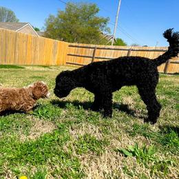 Cavapoo, Cockapoo, Goldendoodle, and Maltipoo Puppies from Perdue Puppies