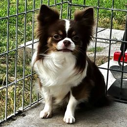 Indigo - Chihuahua