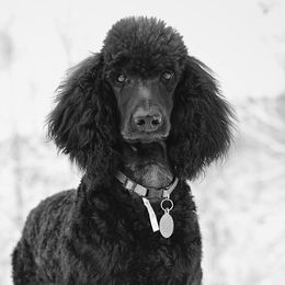 Poodles from SparrowSong Poodles