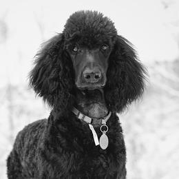 Poodles from SparrowSong Poodles