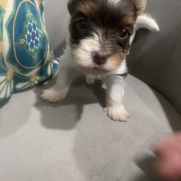 Biewer Terrier puppies from Port-au-Prints