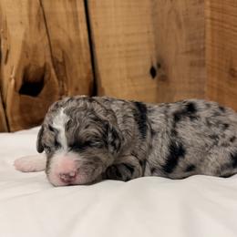 Stella - Blue merle female Aussiedoodle puppy in Lavonia, Georgia from H & A Kennels
