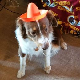 Miniature Australian Shepherds from Fisher Family Farms
