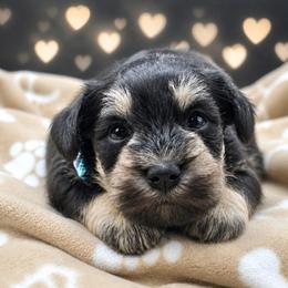 Champ - Black and silver male Miniature Schnauzer puppy in Houston, Texas from Haughton Farm