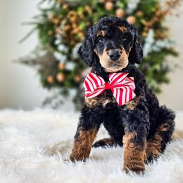 Berg - Phantom male Poodle puppy in Gaylord, Michigan from Dog Mom Co.
