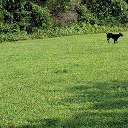 Doberman Pinscher All Grown Up from Dove's K9 Academy