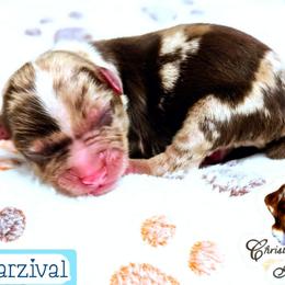 Parzivol - Red merle male Miniature Australian Shepherd puppy in Punta Gorda, Florida from Christie's Creekside Aussies