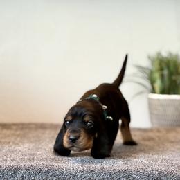 Little Forest Boy - Black and tan male Black and Tan Coonhound puppy in Oregon from Toodaloo Coonhounds