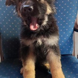 German Shepherds from Working Valley Shepherds