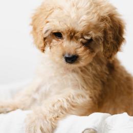 Frosty - Red male Cavapoo puppy in Pleasant Grove, Utah from Puppy Buddy USA