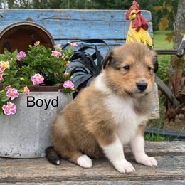 Boyd - Sable male Collie puppy in Hinckley, Minnesota from Rusty Spur Collies