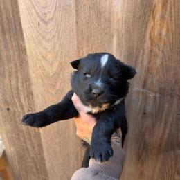 Girl 1 - Black and white female Siberian Husky puppy in Iron River, Wisconsin from Wiemeri Siberians