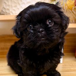 Blue black - Blue female Shih Tzu puppy in Citrus Heights, California from The Lion dog Shih Tzu