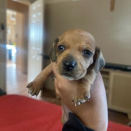 Jane - Red female Dachshund puppy in Yuba City, California from The Navarro Furbabies