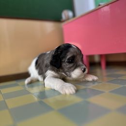 Ethel (Girl 3) - Tri-color female Cavapoo puppy in Thorndale, Texas from Hattie’s Texas Cavapoos