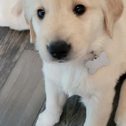 Golden Retriever Puppies from Honey Goldens