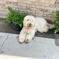 Double Doodle and Labradoodle All Grown Up from MerryGold Doodles