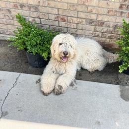 Double Doodle and Labradoodle All Grown Up from MerryGold Doodles