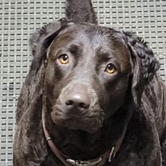 Chesapeake Bay Retrievers from Marjon Chesapeake's