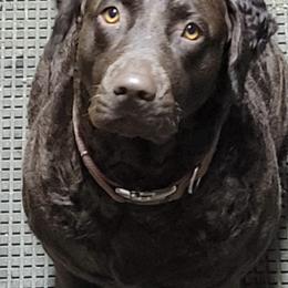 Chesapeake Bay Retrievers from Marjon Chesapeake's