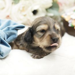 Dachshund Puppies from 30 Acre Woods Dachshunds