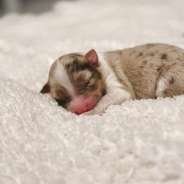Blossom AKC - Red merle female Australian Shepherd puppy in Polk City, Florida from Skaky Shepherds