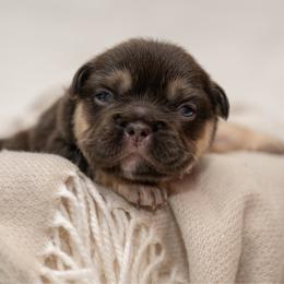 BJ - Tricolors male French Bulldog puppy in Violet Hill, Arkansas from Obduro Bullies and Frenchies