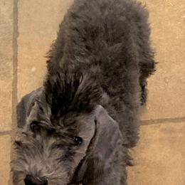 Bedlington Terrier Puppies from Ashcroft Bedlington Terriers
