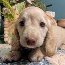 Bunny (female) - Cream male Dachshund puppy in Thomaston, Georgia from UGG Ranch