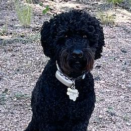 Pepper - Australian Labradoodle