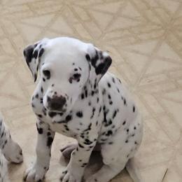 Green - White and liver brown male Dalmatian puppy in Conrath, Wisconsin from JSF Dalmatians LLC