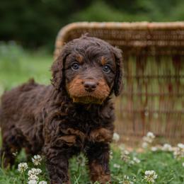 Aussiedoodle Puppies from Amos and Oak Doodles