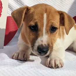 Jack Russell Terriers and Russell Terriers from Patch Wood Irish Jacks