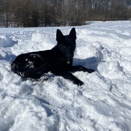 Harley - German Shepherd