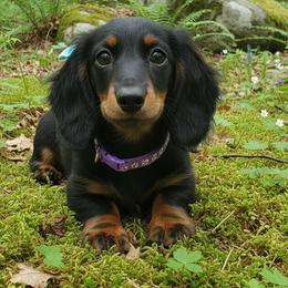 Lexi - Black and tan female Dachshund puppy in Austin, Texas from Glorious Minis