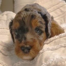 Boy 1 - Merle male Whoodle puppy in Tomball, Texas from Texas Puppy Dreams LLC dba Whoodles and Co.