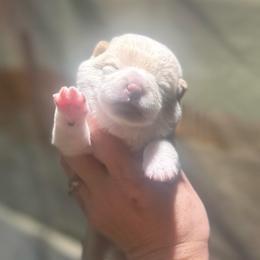 Kumo - Cream male Shiba Inu puppy in Inverness, Florida from Shore Thing Shiba’s