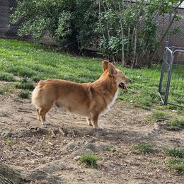 Chance - Pembroke Welsh Corgi