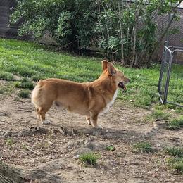 Chance - Pembroke Welsh Corgi