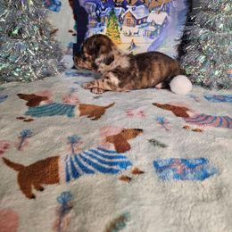 Joy - Dapple female Dachshund puppy in Cardington, Ohio from A & J Miniature Dachshunds & Bulldogs