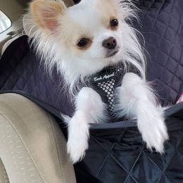 Chihuahua All Grown Up from D's Darling AKC Long Hair Chihuahuas