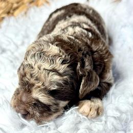 Pookie Pie - Merle female Goldendoodle puppy in Mc Kinney, Texas from Flair Doodles