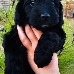 Lightning - Black male Cockapoo puppy in Indiahoma, Oklahoma from Phamily Doodles