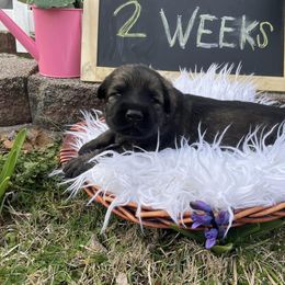 Shiloh Shepherd Puppies from Echo Shilohs
