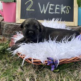 Shiloh Shepherd Puppies from Echo Shilohs