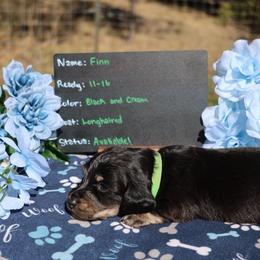 Finn - Black and cream male Dachshund puppy in Prospect, Oregon from Spunky Sausage Pups